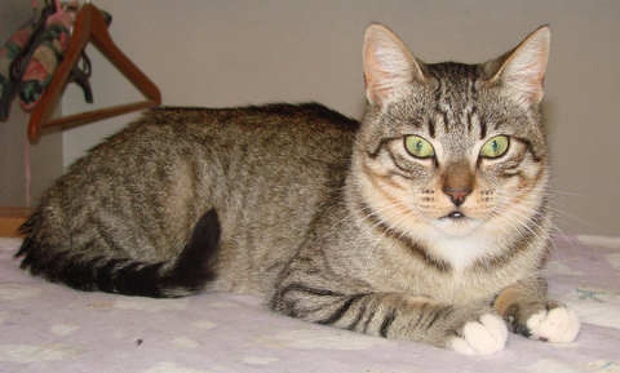 [picture of Senor Gomez, a Domestic Short Hair brown tabby/white cat]