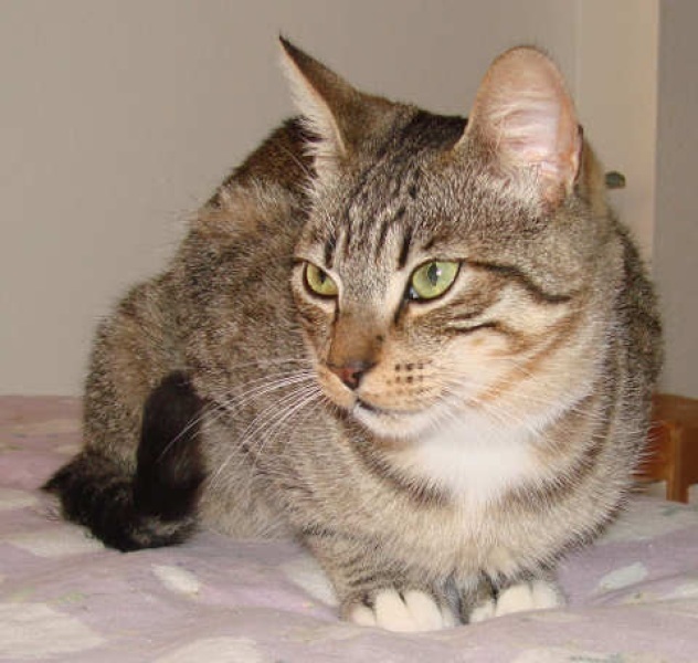 [picture of Senor Gomez, a Domestic Short Hair brown tabby/white cat]