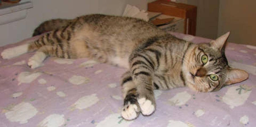 [picture of Senor Gomez, a Domestic Short Hair brown tabby/white cat]