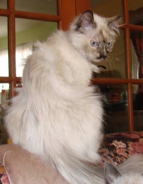 [picture of Isabella, a Siamese/Domestic Long Hair-x tortie point cat]