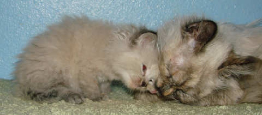 [picture of Isabella, a Siamese/Domestic Long Hair-x tortie point cat]