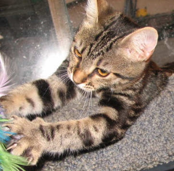 [picture of Khaki, a Domestic Short Hair classic tabby cat]