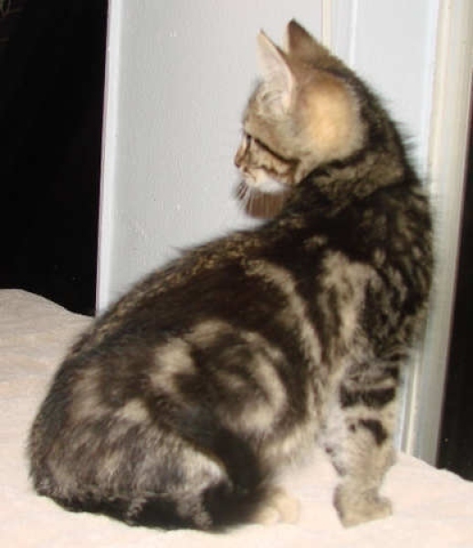 [picture of Khaki, a Domestic Short Hair classic tabby cat]