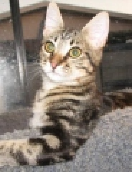 [picture of Khaki, a Domestic Short Hair classic tabby cat]