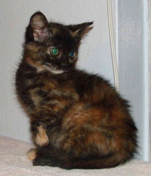 [picture of Sucia Monkey Face Walking Turd, a Domestic Short Hair tortoiseshell tabby cat]