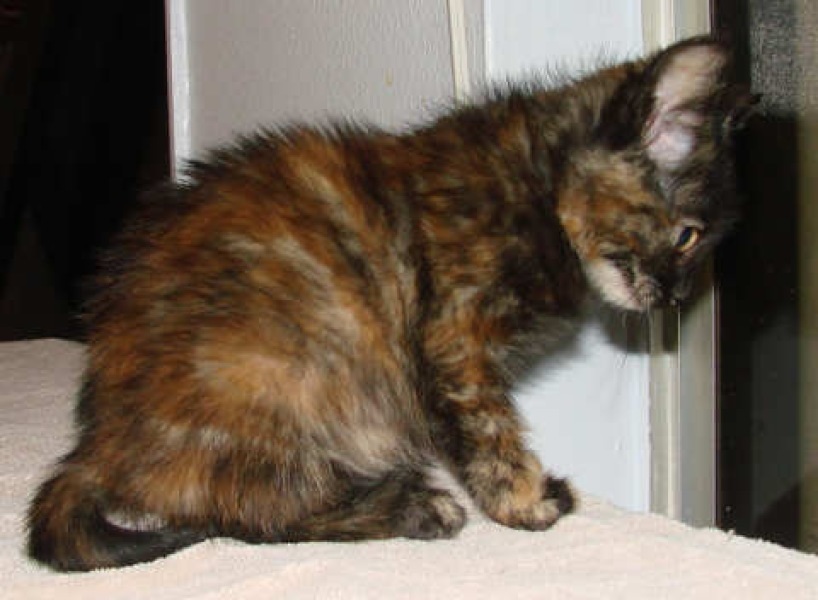 [picture of Sucia Monkey Face Walking Turd, a Domestic Short Hair tortoiseshell tabby cat]