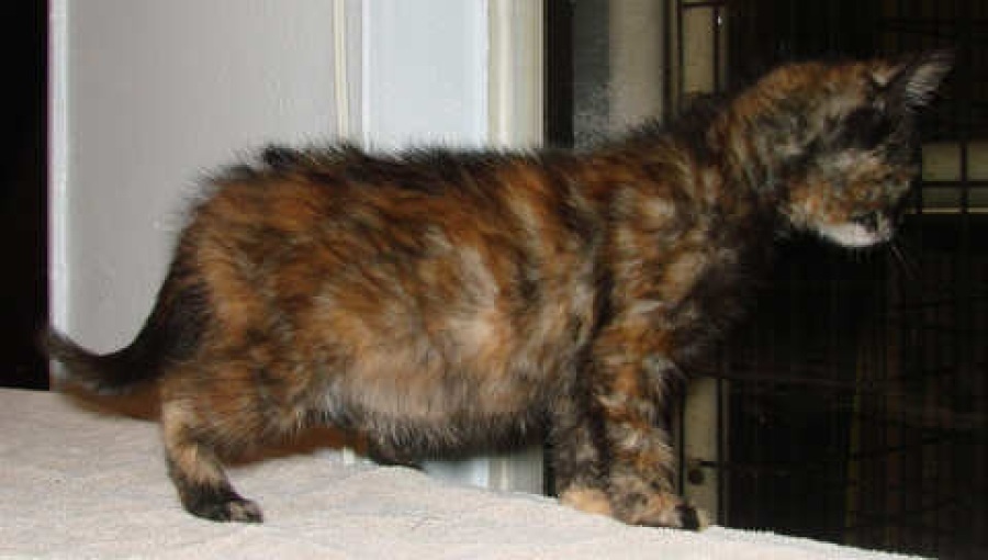 [picture of Sucia Monkey Face Walking Turd, a Domestic Short Hair tortoiseshell tabby cat]
