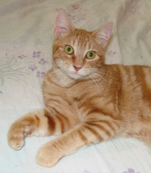 [picture of Mandarin, a Domestic Short Hair orange classic tabby cat]