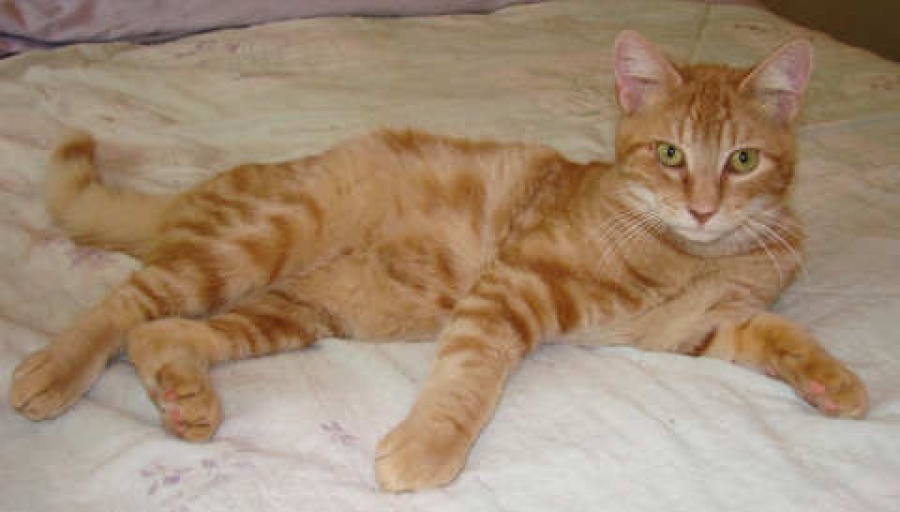 orange short hair tabby cat