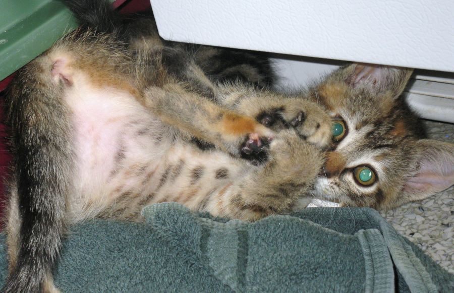 [picture of Nermal, a Domestic Short Hair tortoiseshell tabby cat]