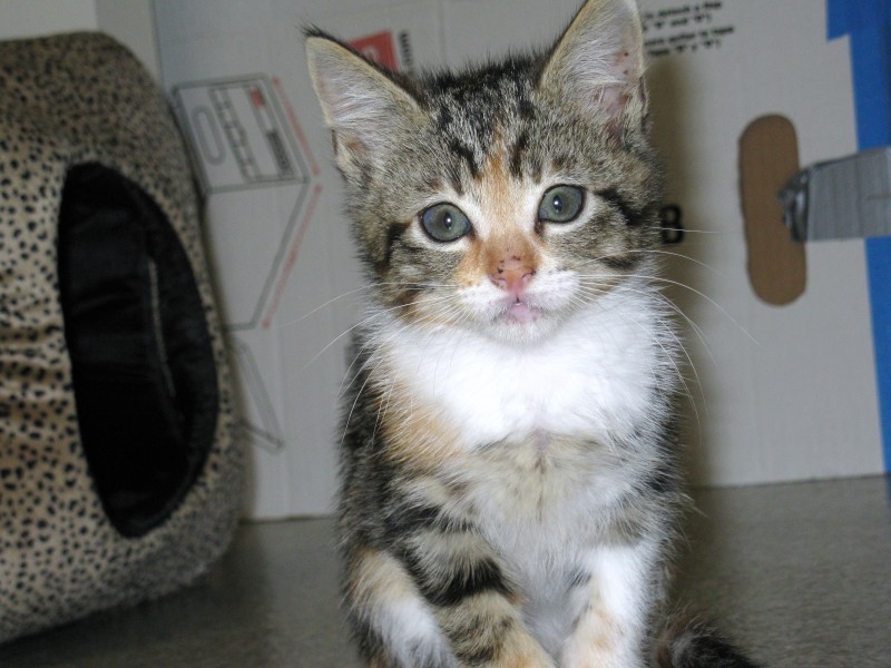 [picture of Strudel, a Domestic Short Hair calico tabby cat]