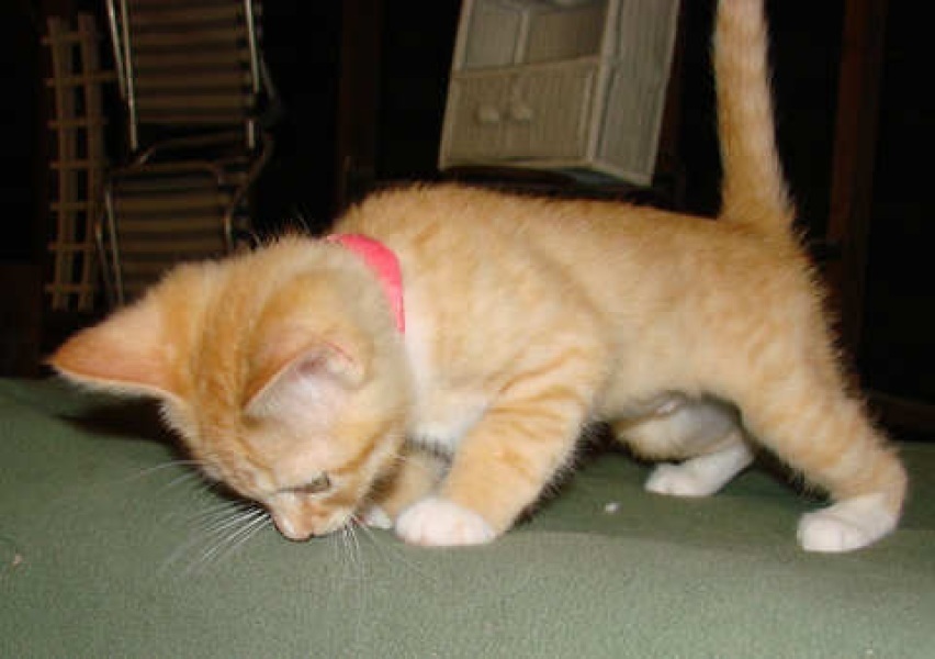 [picture of Honey, a Domestic Short Hair orange/white cat]