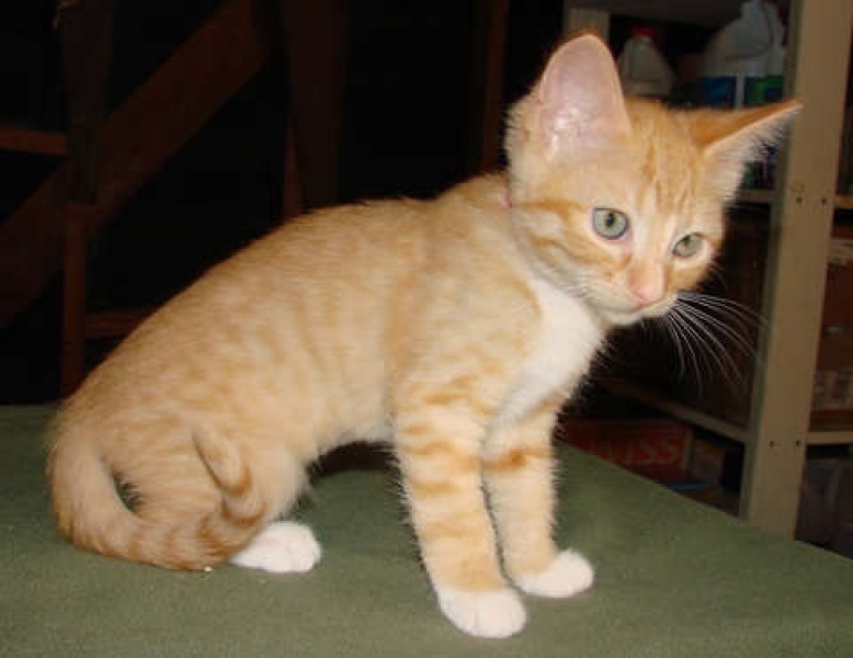 [picture of Honey, a Domestic Short Hair orange/white cat]