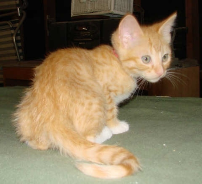 [picture of Honey, a Domestic Short Hair orange/white cat]