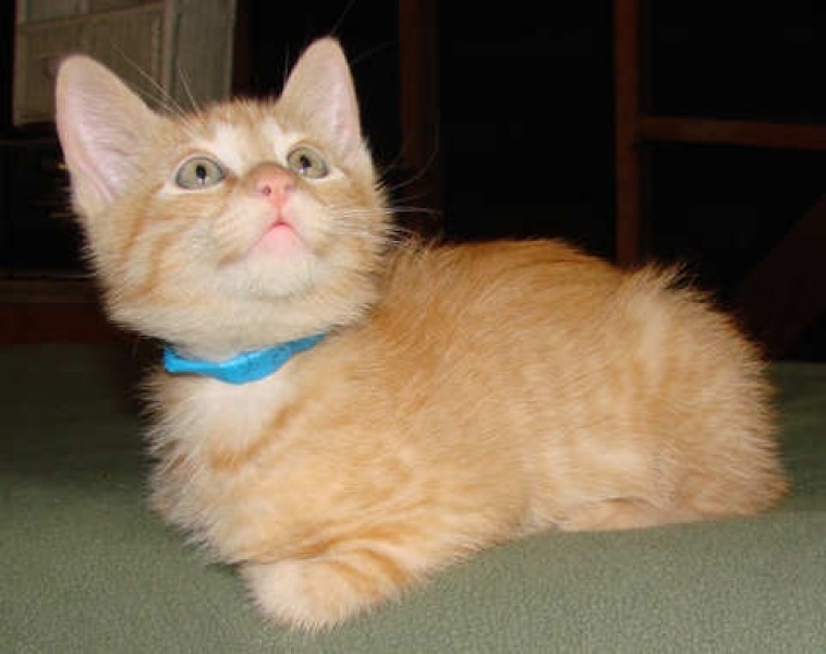 [picture of Henry, a Domestic Short Hair orange cat]