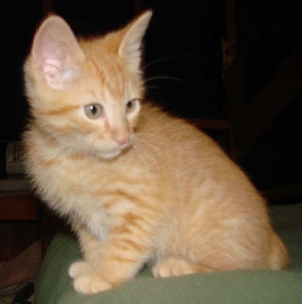 [picture of Henry, a Domestic Short Hair orange cat]