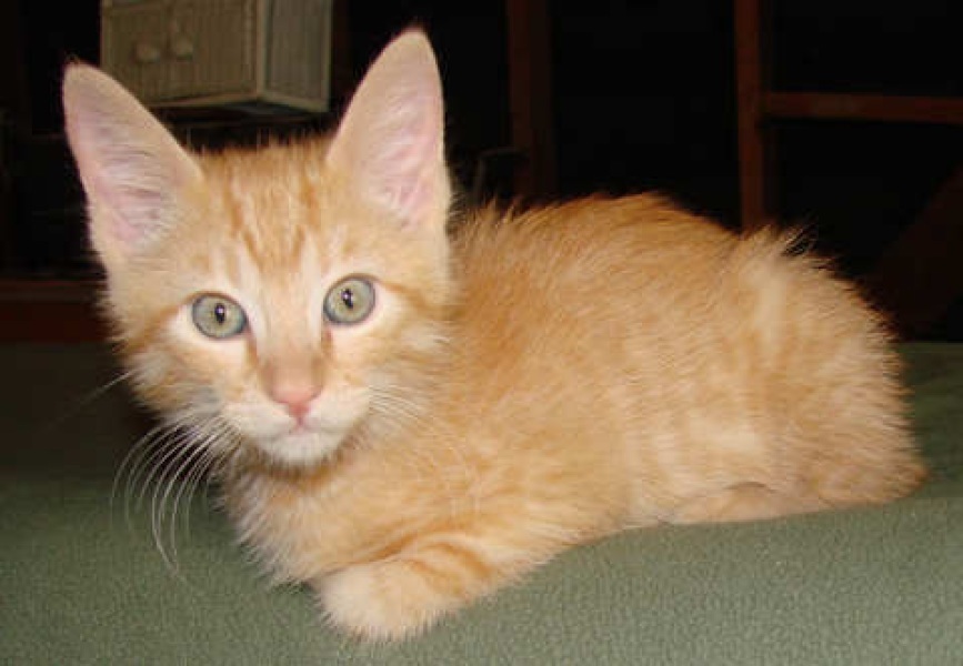 [picture of Henry, a Domestic Short Hair orange cat]