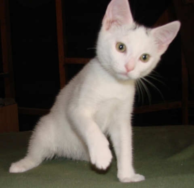 [picture of Hank, a Domestic Short Hair white/black cat]