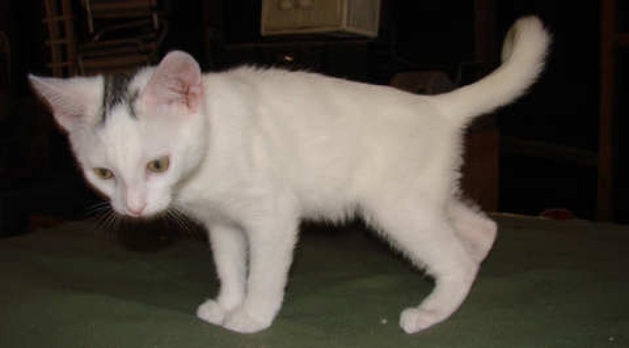 [picture of Hank, a Domestic Short Hair white/black cat]