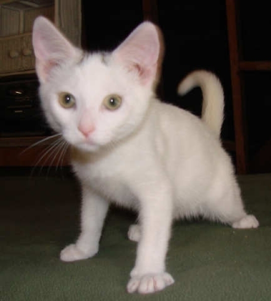 [picture of Hank, a Domestic Short Hair white/black cat]