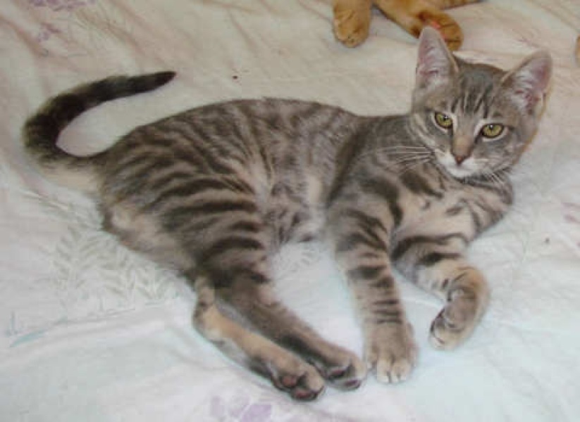 [picture of Liam, a Domestic Short Hair gray tabby cat]
