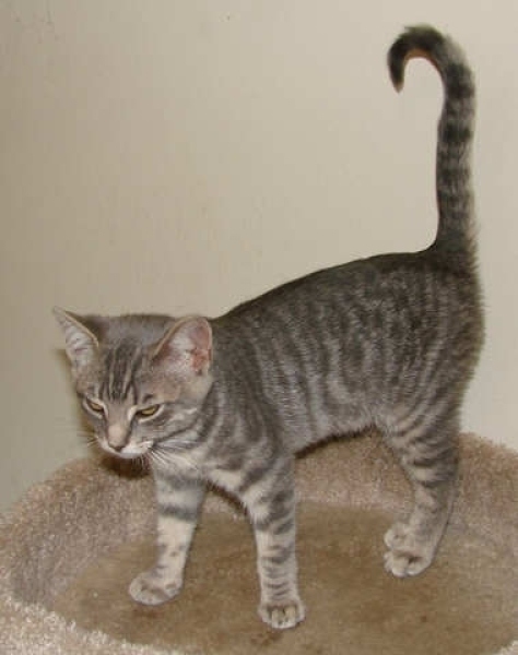 [picture of Liam, a Domestic Short Hair gray tabby cat]