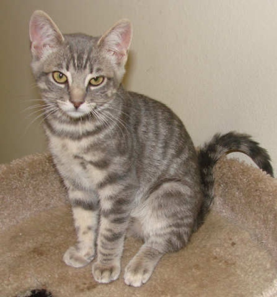 [picture of Liam, a Domestic Short Hair gray tabby cat]