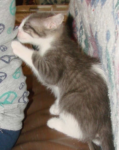 [picture of Sebastian, a Domestic Short Hair gray cat]