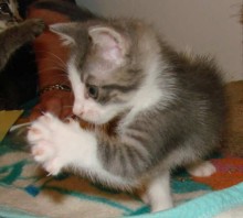 [picture of Sebastian, a Domestic Short Hair gray cat]