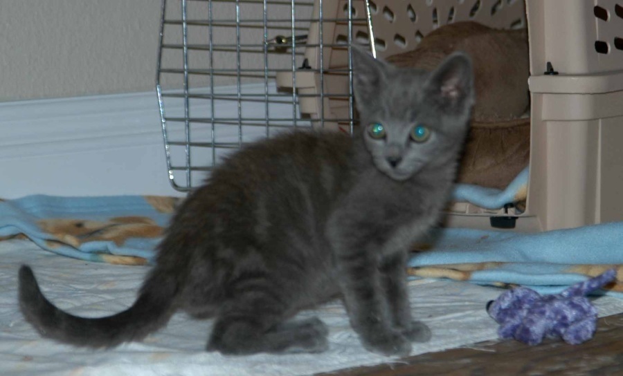 [picture of Flint, a Domestic Short Hair gray cat]