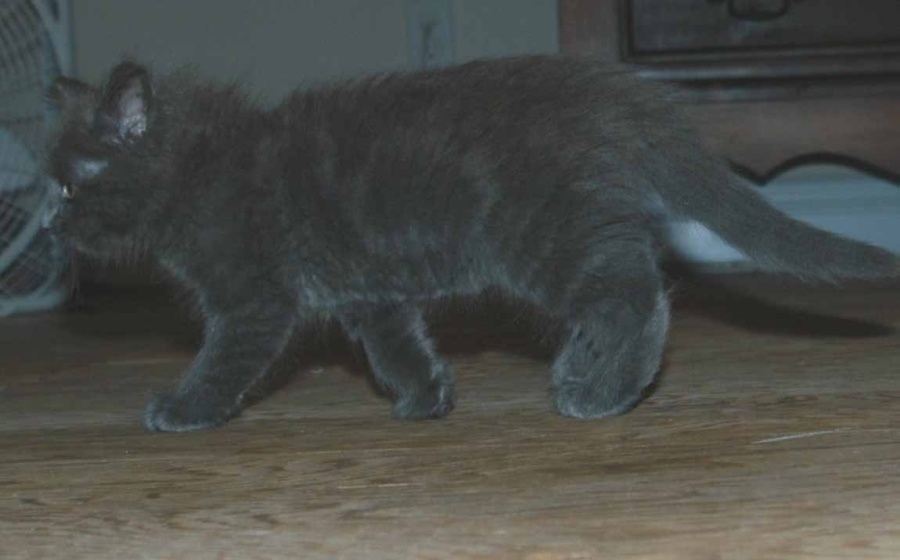 [picture of Willow, a Domestic Medium Hair gray cat]