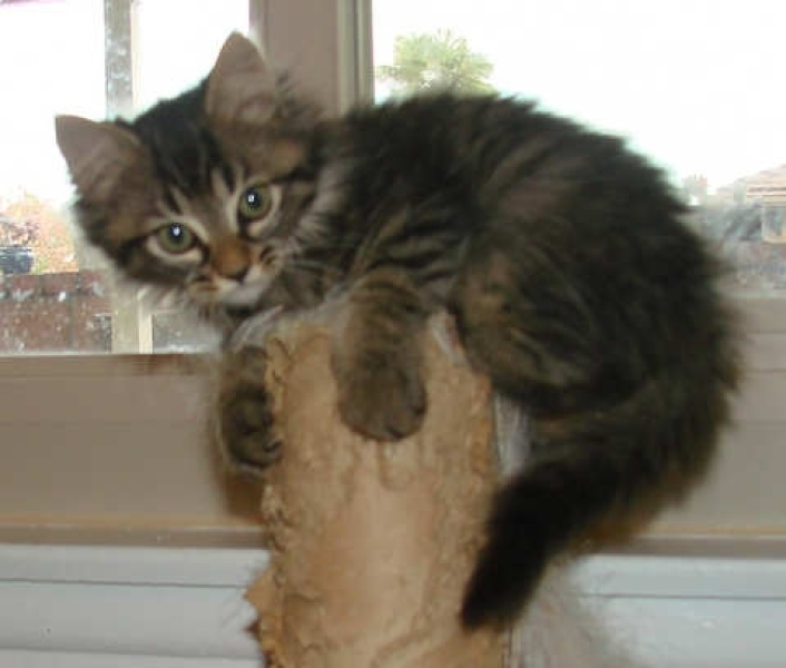 [picture of Pandora, a Domestic Medium Hair brown tabby cat]
