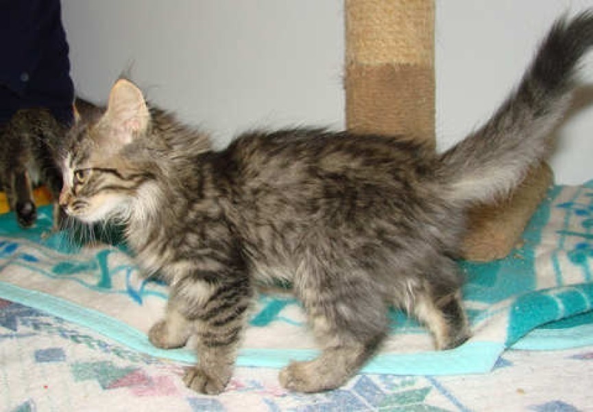 [picture of Pandora, a Domestic Medium Hair brown tabby cat]