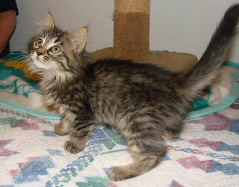 [picture of Pandora, a Domestic Medium Hair brown tabby cat]