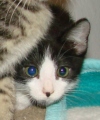[another picture of Patches, a Domestic Short Hair black/white\ cat] 