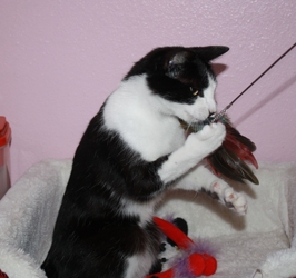 [picture of Patches, a Domestic Short Hair black/white cat]
