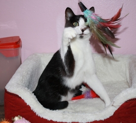 [picture of Patches, a Domestic Short Hair black/white cat]