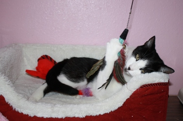 [picture of Patches, a Domestic Short Hair black/white cat]