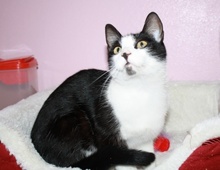 [picture of Patches, a Domestic Short Hair black/white\ cat] 