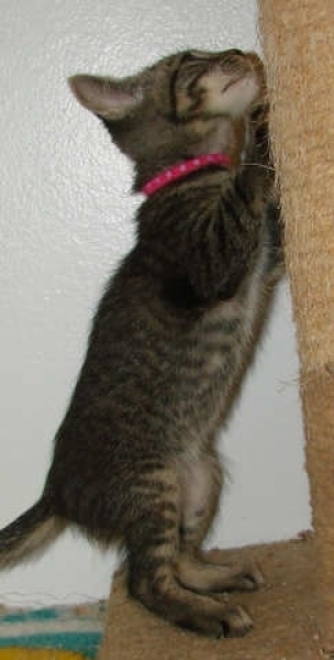 [picture of Patti, a Domestic Short Hair brown tabby cat]