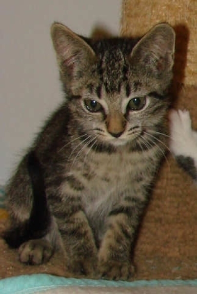 [picture of Patti, a Domestic Short Hair brown tabby cat]