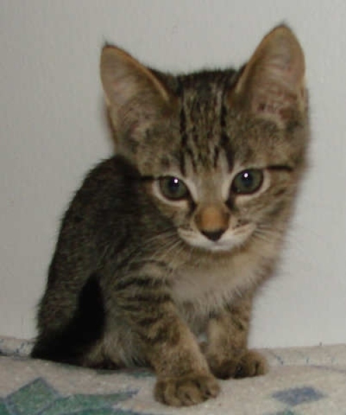 [picture of Percy, a Domestic Short Hair brown tabby cat]