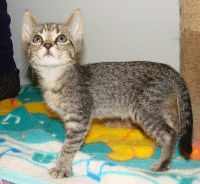 [picture of Percy, a Domestic Short Hair brown tabby cat]