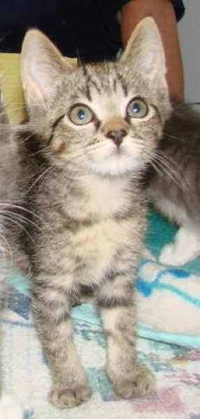 [picture of Percy, a Domestic Short Hair brown tabby cat]