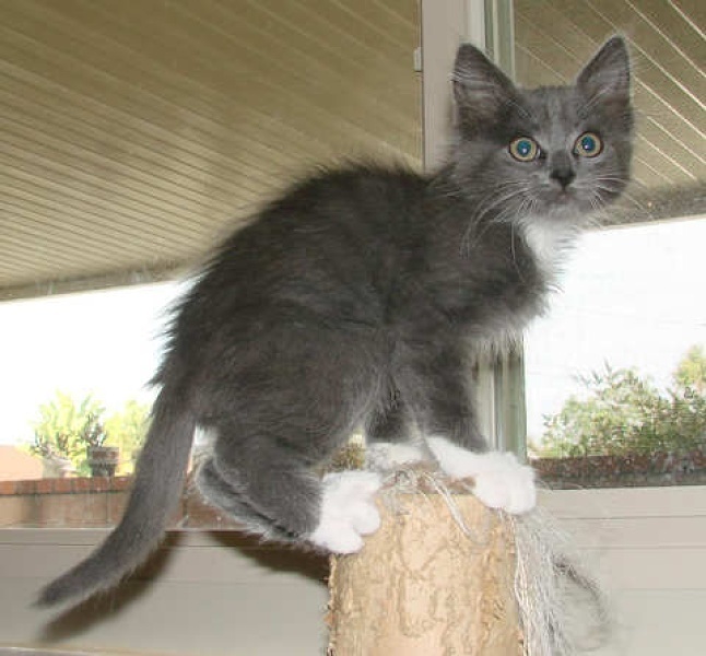 [picture of Petey, a Domestic Short Hair gray/white cat]