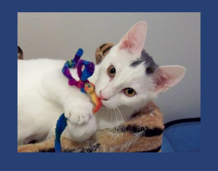 [picture of Sir Galahad AKA Ichabod, a Domestic Medium Hair white/gray cat]