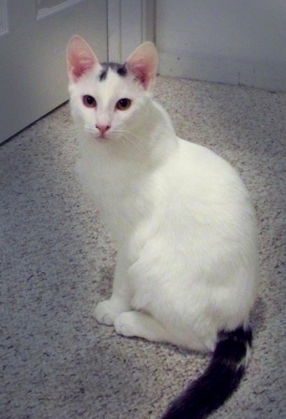 [picture of Sir Galahad AKA Ichabod, a Domestic Medium Hair white/gray cat]