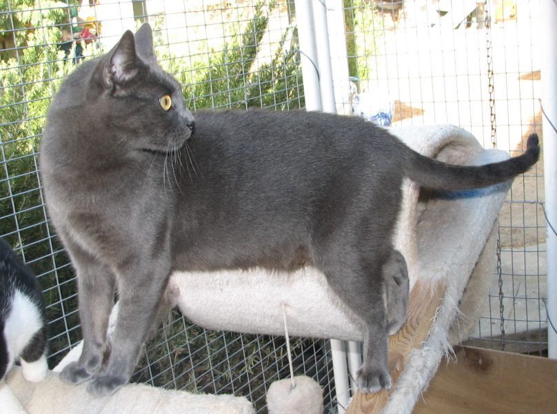 [picture of Kora, a Korat gray cat]