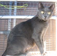 [picture of Kora, a Korat gray cat]