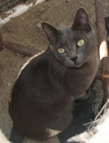 [picture of Kora, a Korat gray cat]
